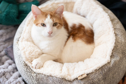 Feline Frenzy Donut Cuddler Bed