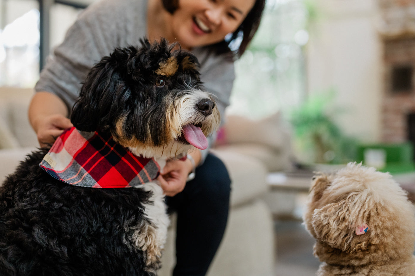 Doggy Duo Bandana - The Adventurer