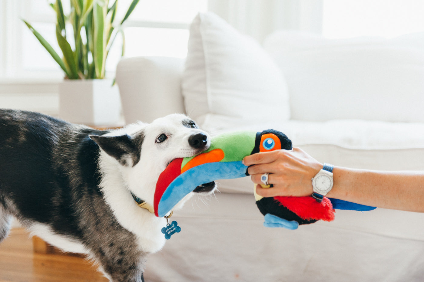 Fetching Flock Collection