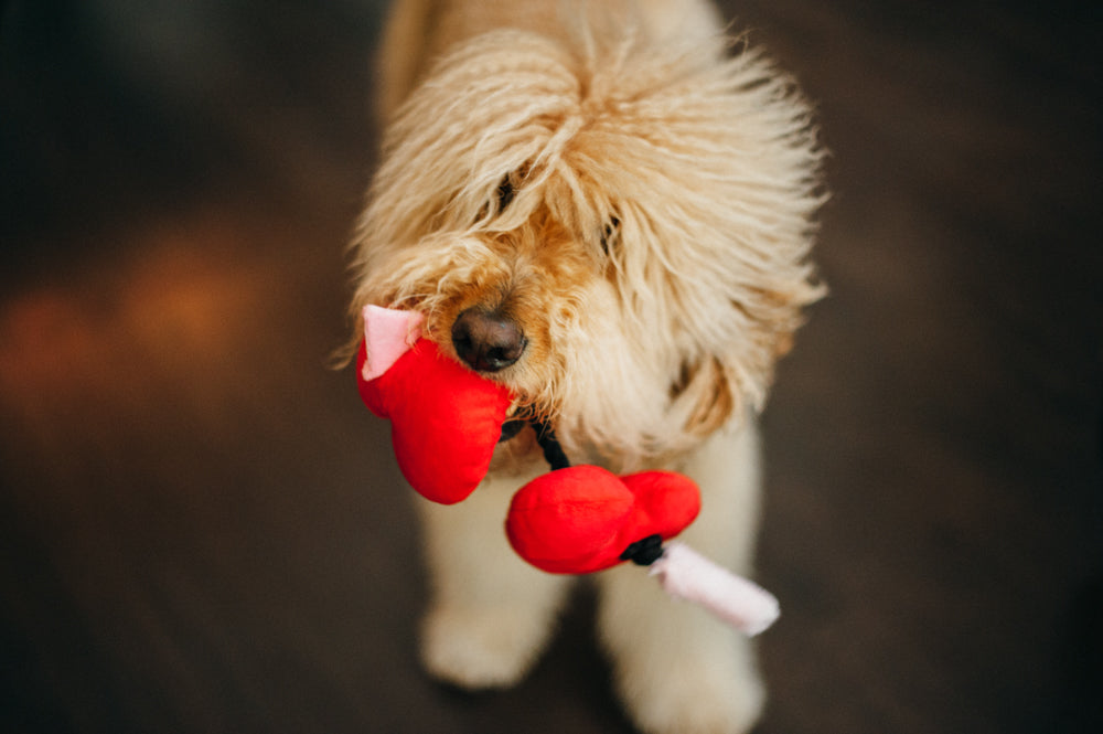 Puppy Love Collection