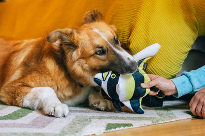 Ocean Buddies Moorish Idol