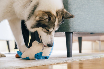 Ocean Buddies Bonk the Hammerhead