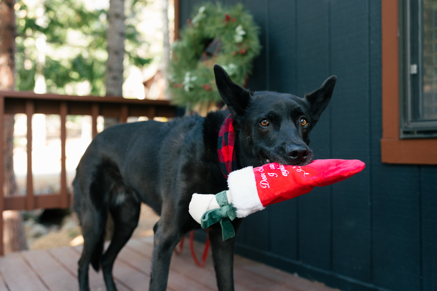 Merry Woofmas Collection