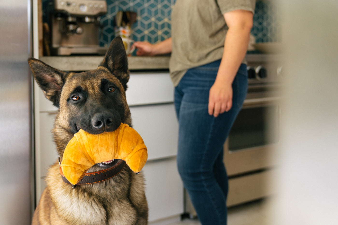 Barking Brunch Collection